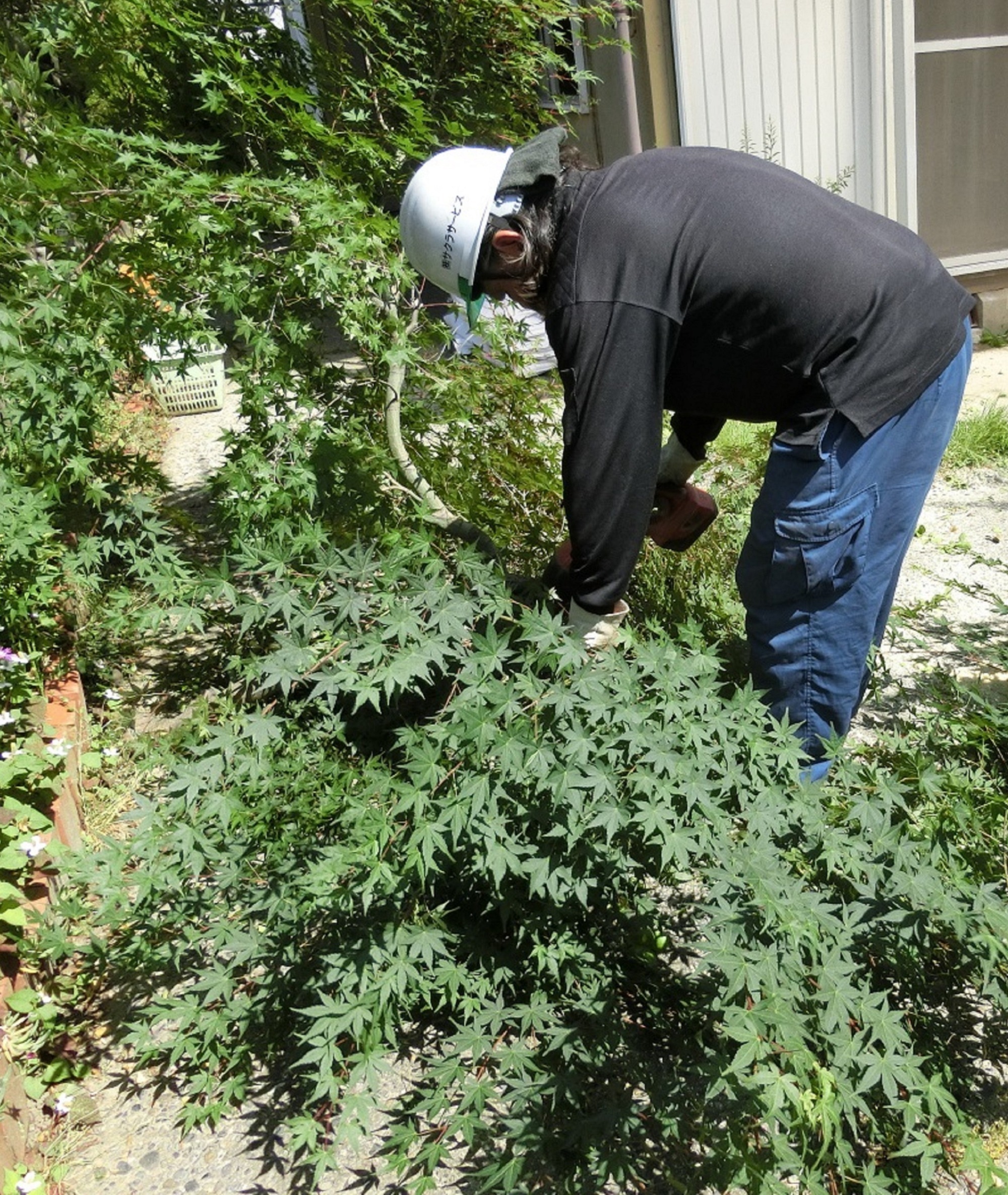 樹木伐採